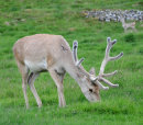Red Deer and fawn