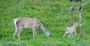 Red Deer and fawn