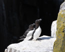 Razorbills