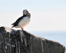 Puffin