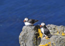 Puffins