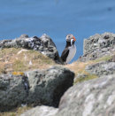 Puffin