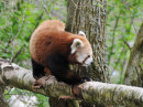 Red Panda