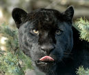 Black Jaguar