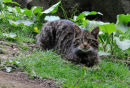 Wildcat
