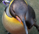Sir Nils Olav