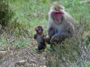 Snow monkey and baby