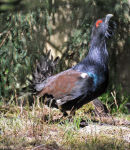 Capercaillie