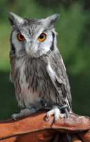 Scops Owl