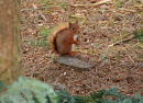 Red Squirrel