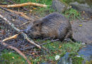 Beaver