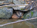 Beaver