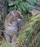 Golden cat