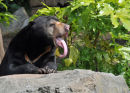 Sun Bear