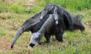 Anteater and pup