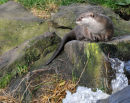 Otter
