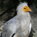 Egyptian vulture