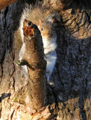 Grey Squirrel