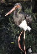 Black Stork