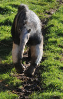 Running Anteater...