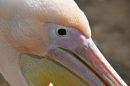 Great White Pelican