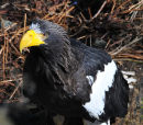 Sea Eagle
