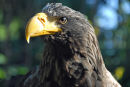 Sea Eagle