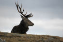 Stag