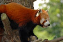 Red Panda