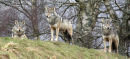 Wolves