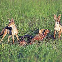 Black Backed Jackals and wildebeest skull