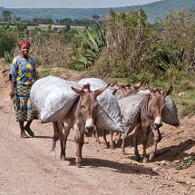 Charcoal to market