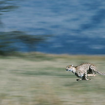 Cheetah at speed