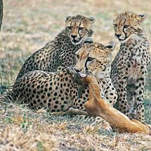 Cheetah teaching cubs