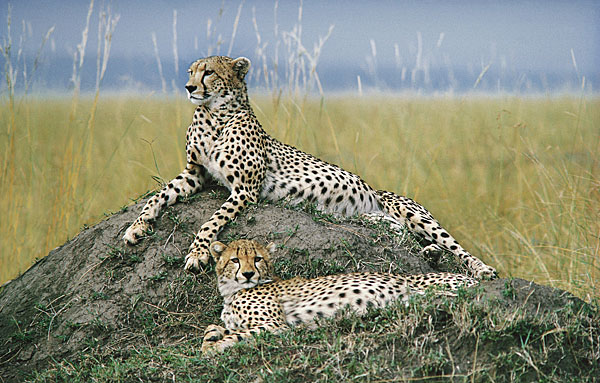 Cheetahs relaxing