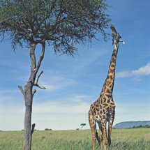 Common Giraffe browsing on Balanites tree