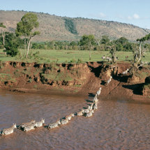 Common Zebra crossing the Mara River