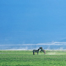 Common Zebra fighting in Amboseli