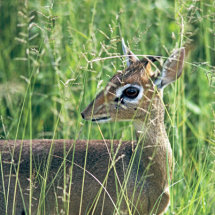 Dikdik antelope