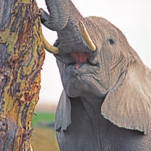 Elephant eating bark of Acacia tree