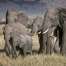 Elephant family Masai Mara Kenya