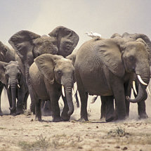 Elephants and Egrets