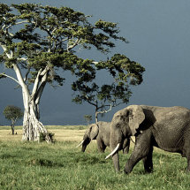 Elephants and stormy sky