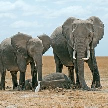 Elephants guard sleeping baby
