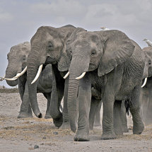 Elephants on the march