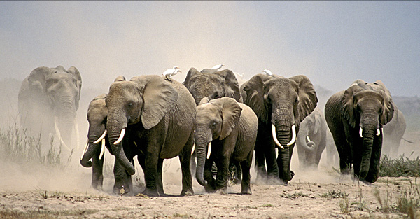 Elephants raising dust