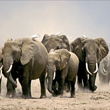 Elephants raising dust