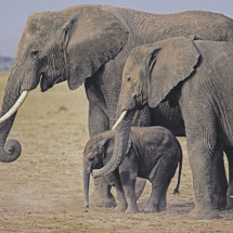 Female elephant with teenage daughter and baby