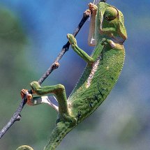 Flap necked Chameleon