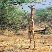 Gerenuk browsing on Acacia tree